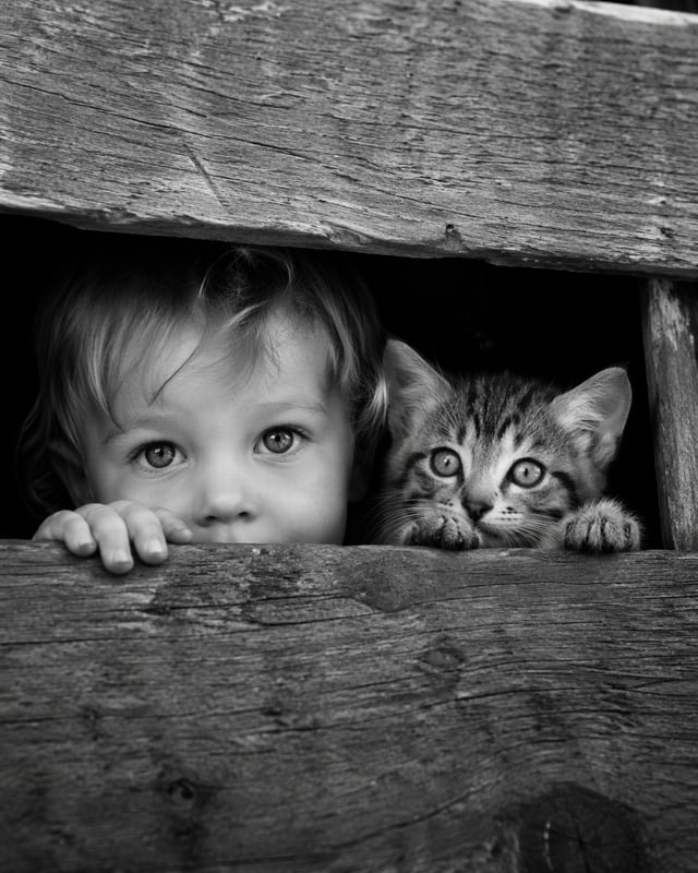 Black and white documentary photography, close-up shot, a little toddler and a tabby kitten hiding t