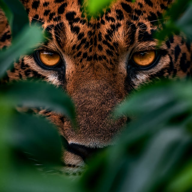 extreme close-up of a leopard’s face and eyes framed by tropical leaves, intense amber gaze as the c