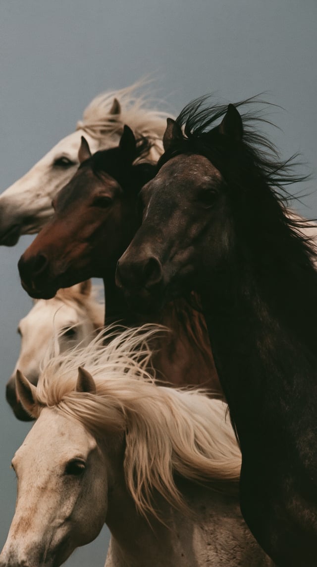 Three horses moving naturally in the same direction, loosely staggered at varied depths, organically