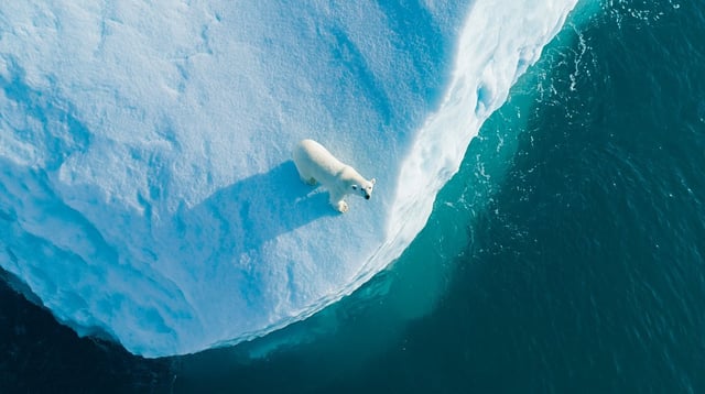 Top-down vertical aerial drone photography of a Polar Bear on an iceberg looking up at the drone, br