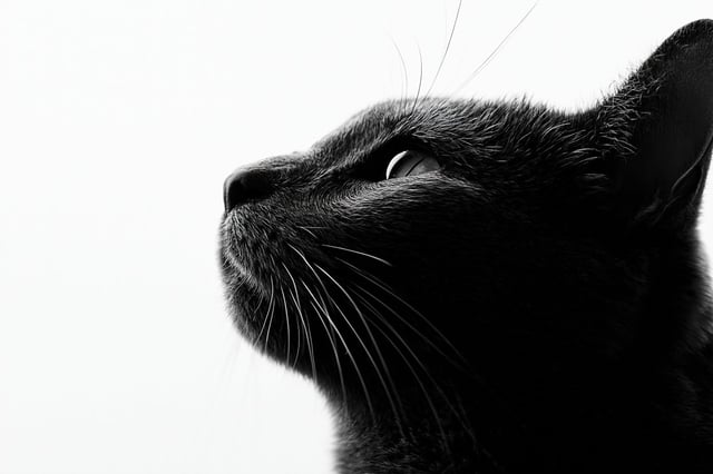 Fine art black and white portrait photography, side profile of a [Subject], head tilted forward, cle