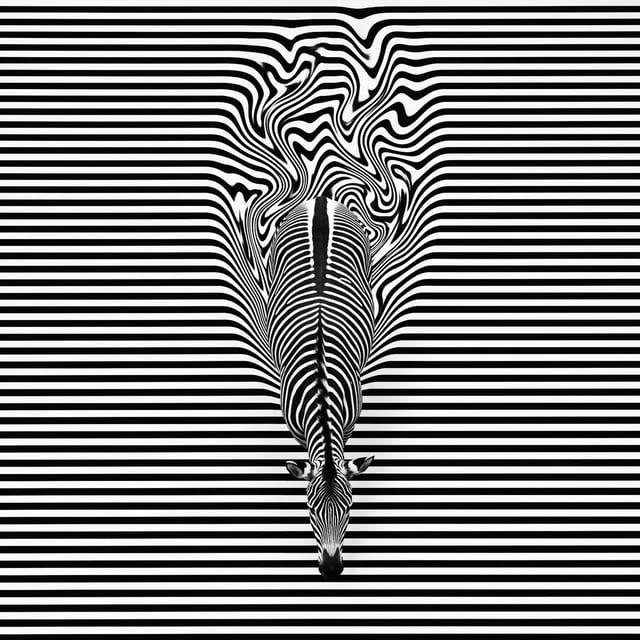 Top-down view of a zebra walking downward against a background of tight horizontal black and white s
