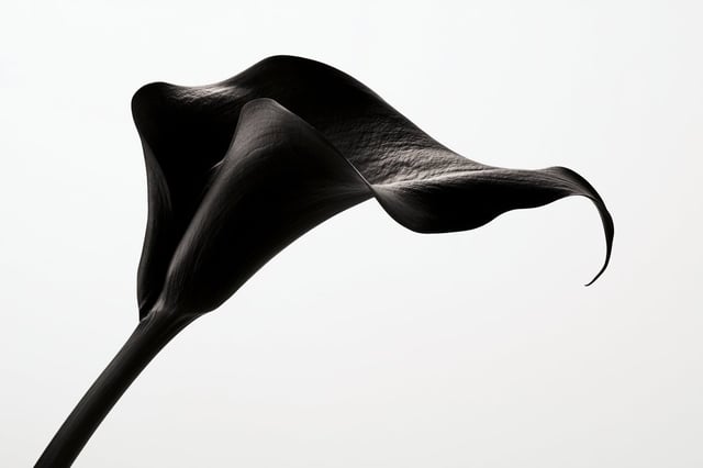 Fine-art black and white photograph of a [Subject], clean white background, high-key studio lighting