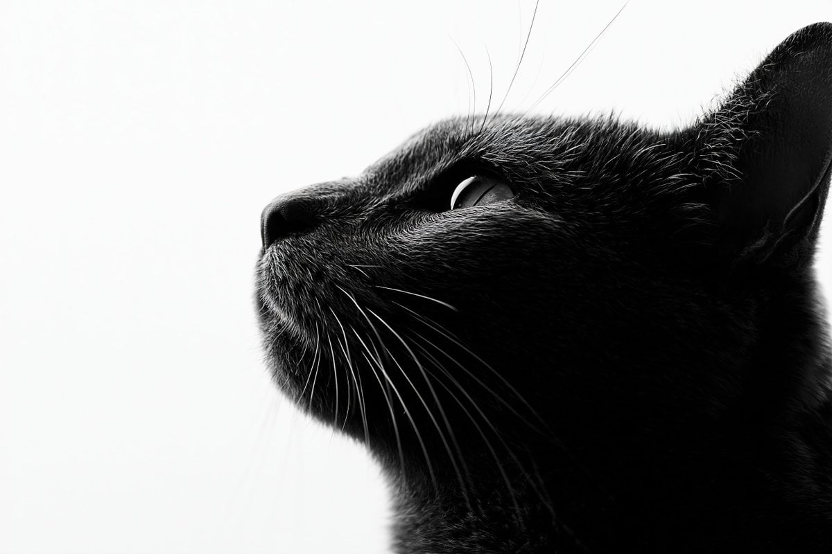 AI art: Fine art black and white portrait photography, side profi... | other | @azed_ai